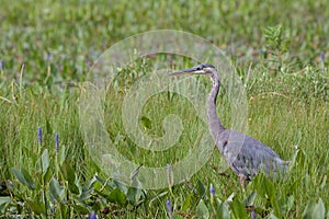 Great Blue Heron Stands in a Marsh