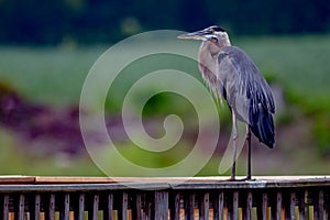 Great blue heron stands on railing