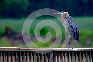 Great blue heron stands on railing