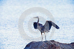 Great Blue Heron stands on a rock showing its blue wings