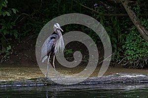 A great blue heron stands on the shore of a forest stream