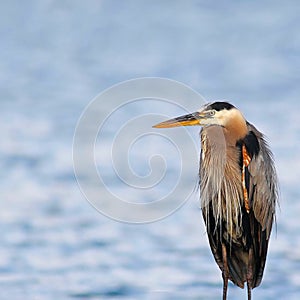 Great Blue Heron Staying Warm