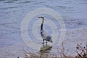 Great Blue Heron on Stones River, Nashville Tennessee 1