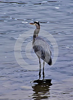 Great Blue Heron on Stones River, Nashville Tennessee 3