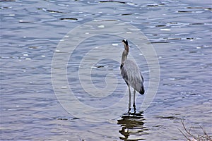 Great Blue Heron on Stones River, Nashville Tennessee 4