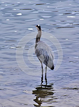 Great Blue Heron on Stones River, Nashville Tennessee 5