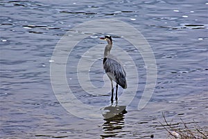 Great Blue Heron on Stones River, Nashville Tennessee 6