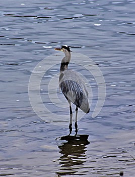 Great Blue Heron on Stones River, Nashville Tennessee 7