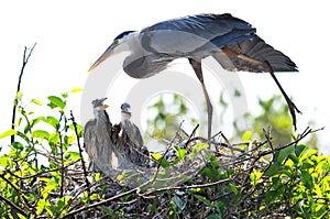 Great blue heron stretching & two chicks in nest