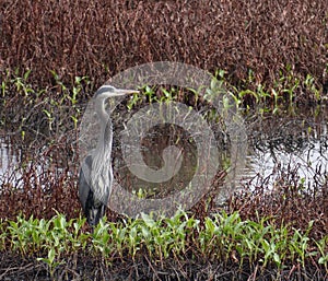 A great blue heron in Struve Slough