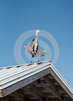 Great Blue Heron Sunning photo