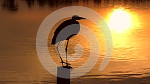 Great blue heron at sunset in Florida wetlands