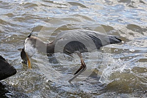 Great Blue Heron swallowing fish