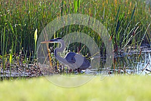 Great Blue Heron in a Swamp