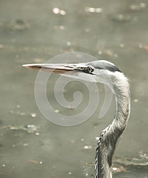 Great Blue Heron at Swan Lake and Iris Gardens