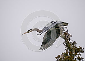 Great Blue Heron Take Flight