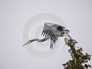 Great Blue Heron Take Flight