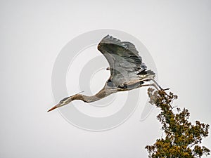 Great Blue Heron Take Flight