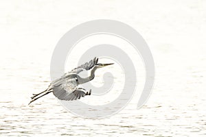 Great blue Heron take-off