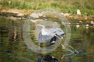 Great Blue Heron on Takeoff