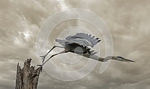 Great blue heron takeoff for treetop
