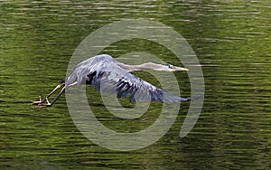 A great blue heron takes flight over a Pennsylvania stream