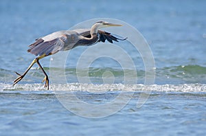 Great Blue Heron takes flight from shallow water on seashore