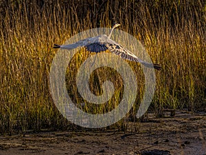 Great Blue Heron Takes to the Sky