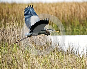 A great blue heron taking flight.