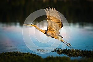 Great blue heron taking off