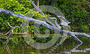 Great blue heron taking off