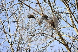 Great Blue Heron taking off in search of another twig for nest building in the spring, Marymoor Park, Redmond, WA