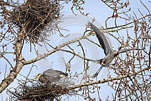 Great Blue Heron taking off in search of another twig for nest building in the spring, Marymoor Park, Redmond, WA