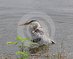 Great Blue Heron taking a swim