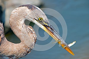 Great Blue Heron With Three Fish