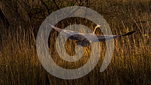 Great Blue Heron Time to Fly