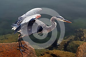 Great Blue Heron about to take off in flight at Morro Bay on the central coast of California USA