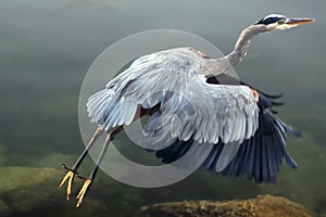 Great Blue Heron about to take off in flight at Morro Bay on the central coast of California USA