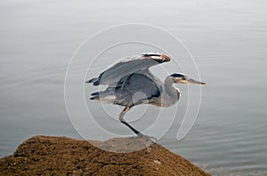 Great Blue Heron about to take off in flight at Morro Bay on the central coast of California USA