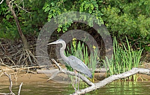 Great Blue Heron on a tree branchona shoreline