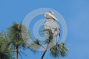 Great blue heron on a tree top