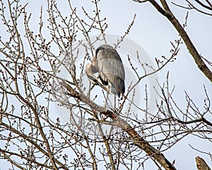 Great Blue Heron in Tree in Winter Preening