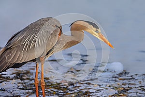 Great Blue Heron Trying To Catch Fish