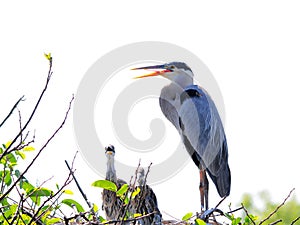 Great blue heron & two chicks in nest