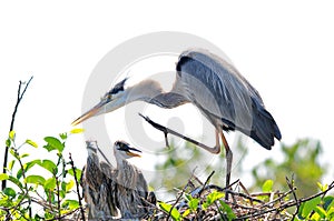 Great blue heron with two chicks in nest