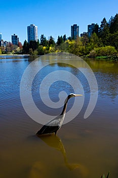 Great blue heron with Vancouver city backgrounds