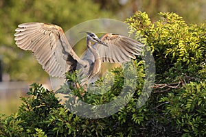 Great Blue Heron Venice Area Audubon Society Florida