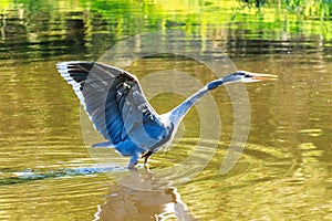 Great Blue Heron Venice Florida