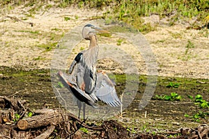 Great Blue Heron Venice Florida