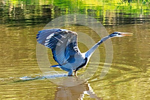 Great Blue Heron Venice Florida